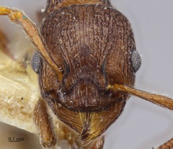 Media type: image; Entomology 674345